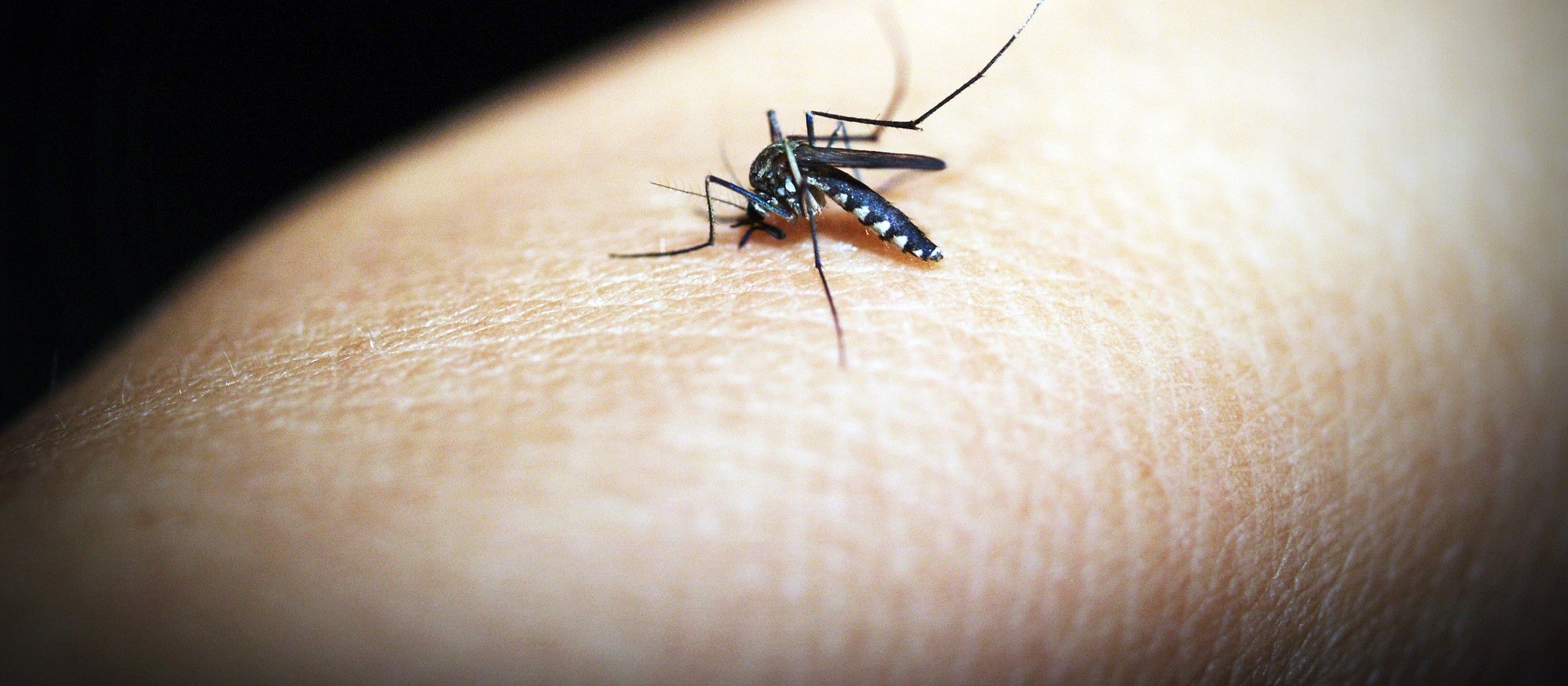 EPIDEMIA: Cascavel chega a mais de 2,4 mil casos de dengue e apela à população para eliminar criadouros