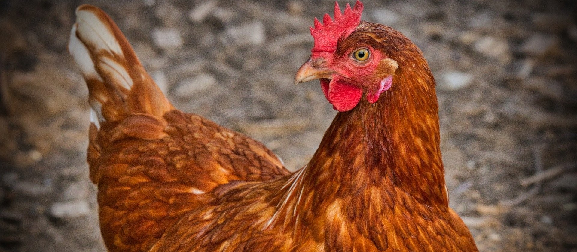 Indústrias avícolas investiram R$ 100 milhões em ações contra a Covid