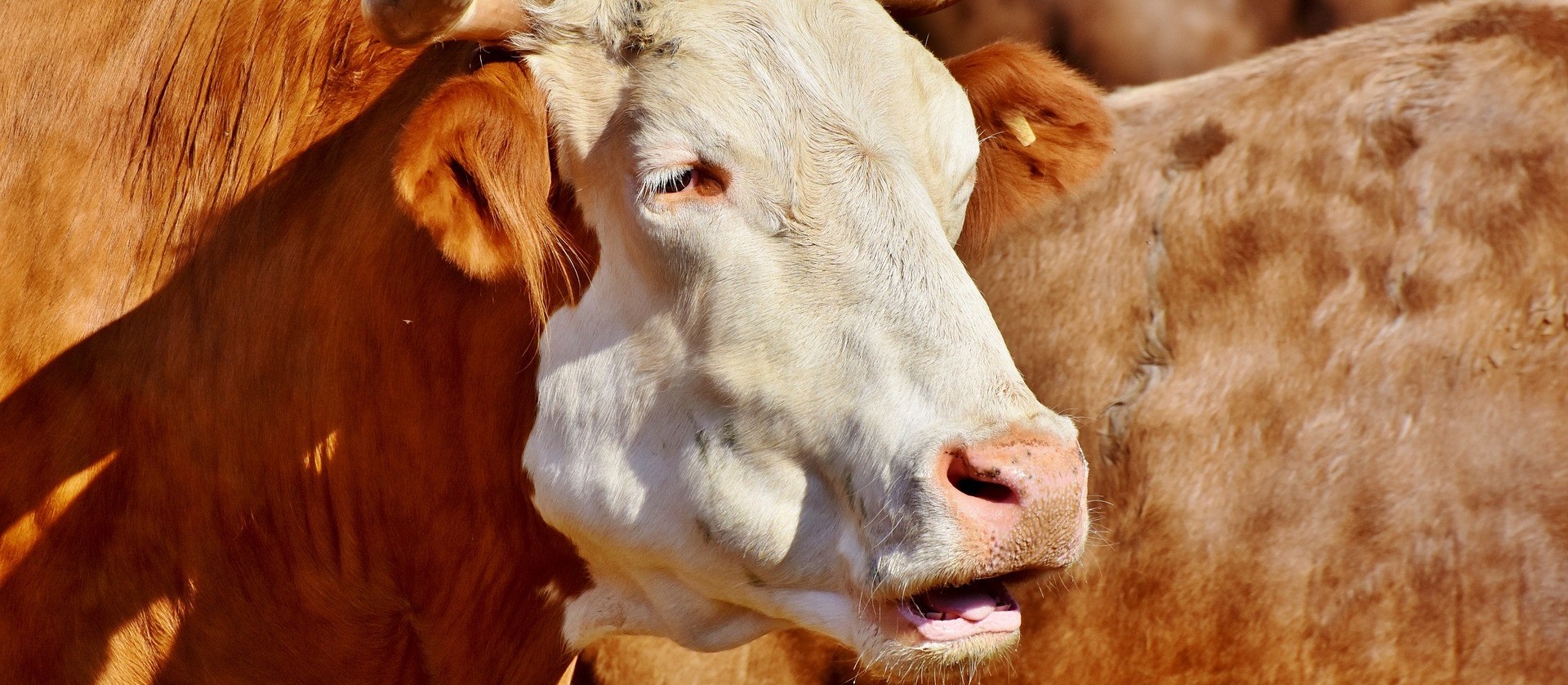 Em 2029, o Brasil deve produzir 12,6 milhões de toneladas de carne bovina 