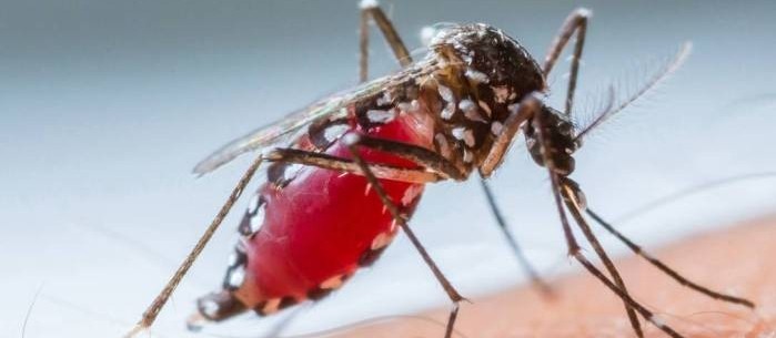 Cascavel confirma 2ª morte por dengue