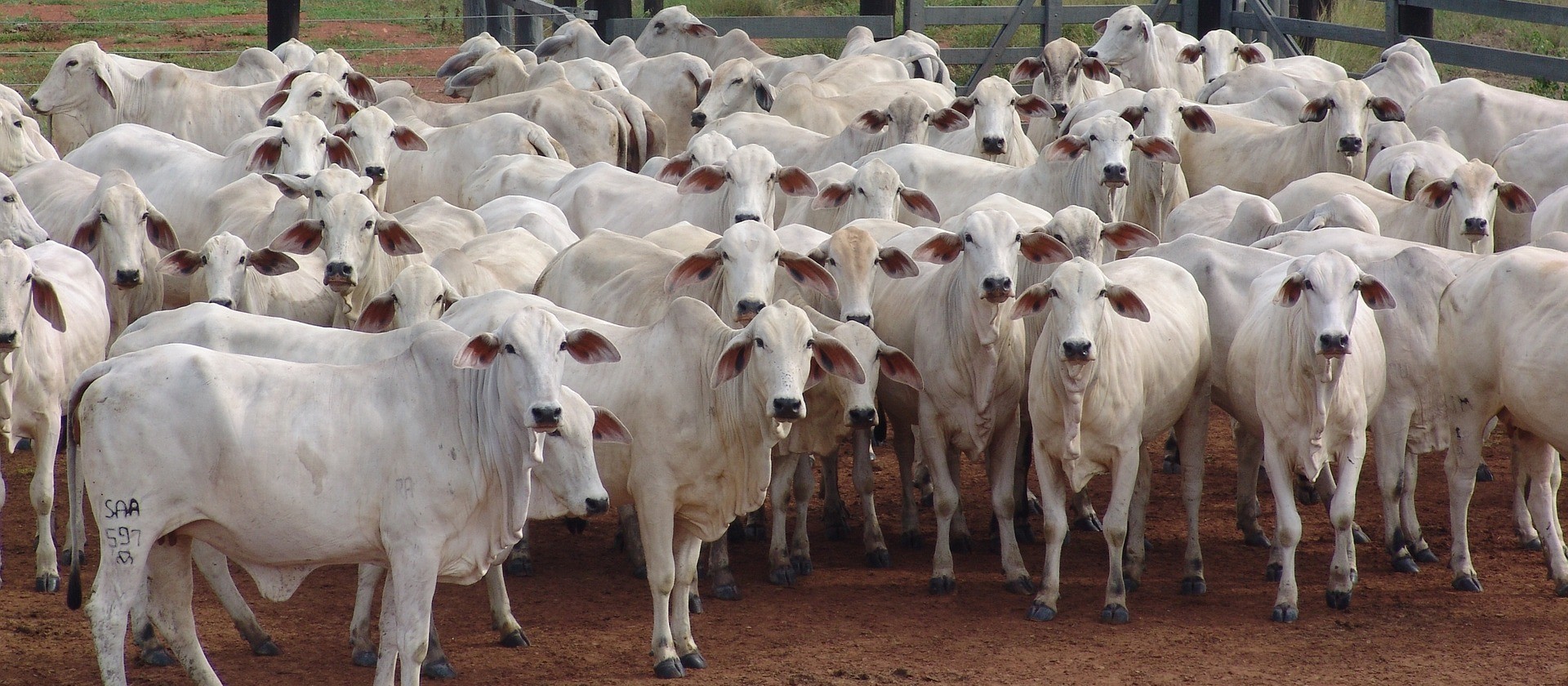 Secretaria de Saúde alerta para foco de raiva bovina em Cascavel