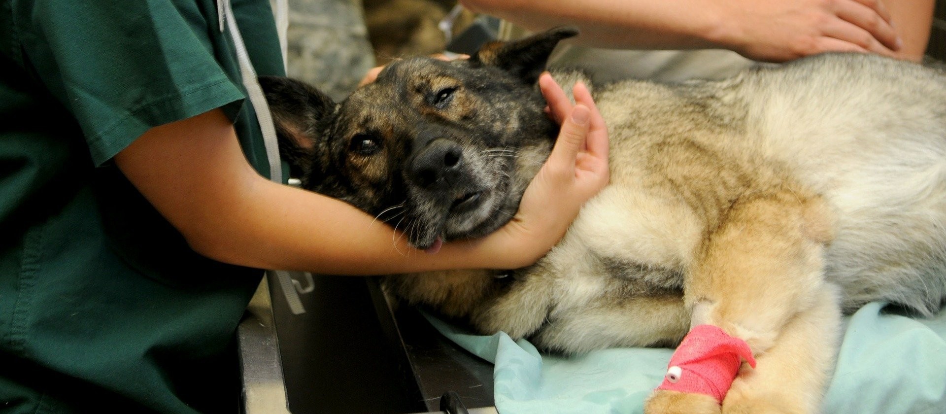  Prefeitura implantará o Samucão,  serviço de atendimento para animais feridos