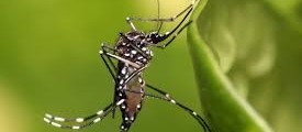 Saúde confirma 75 casos de dengue em Cascavel 