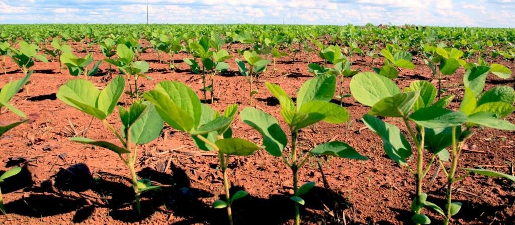 Paraná terá tempo seco para início de plantio da soja 