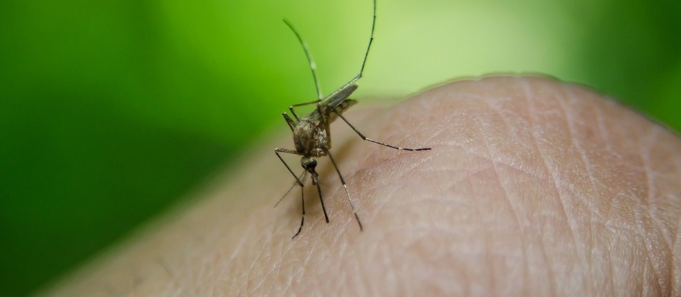 Cascavel registra 105 casos de dengue
