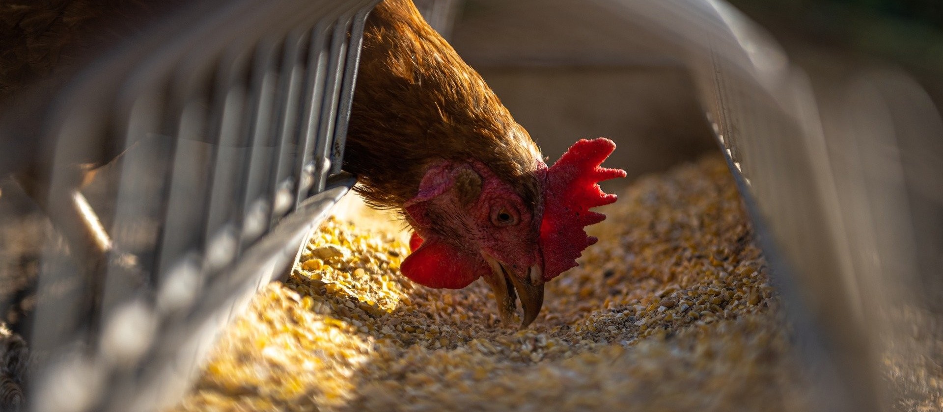 Falta de milho preocupa setor avícola 