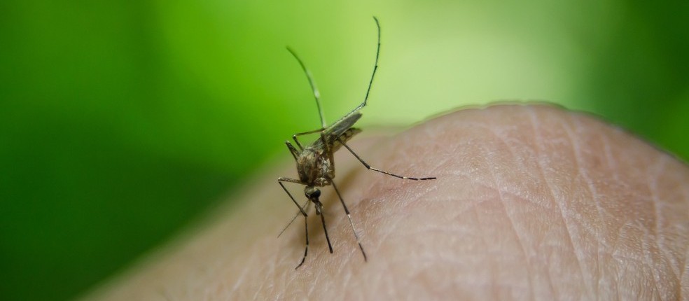 Cascavel tem um caso positivo para dengue