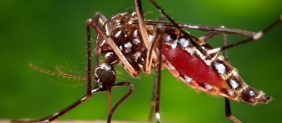 Jovens e mulheres foram as principais vítimas da dengue em Cascavel no ciclo 2019/2020 