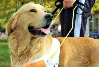 Cães guias terão liberação para entrada em transporte público 