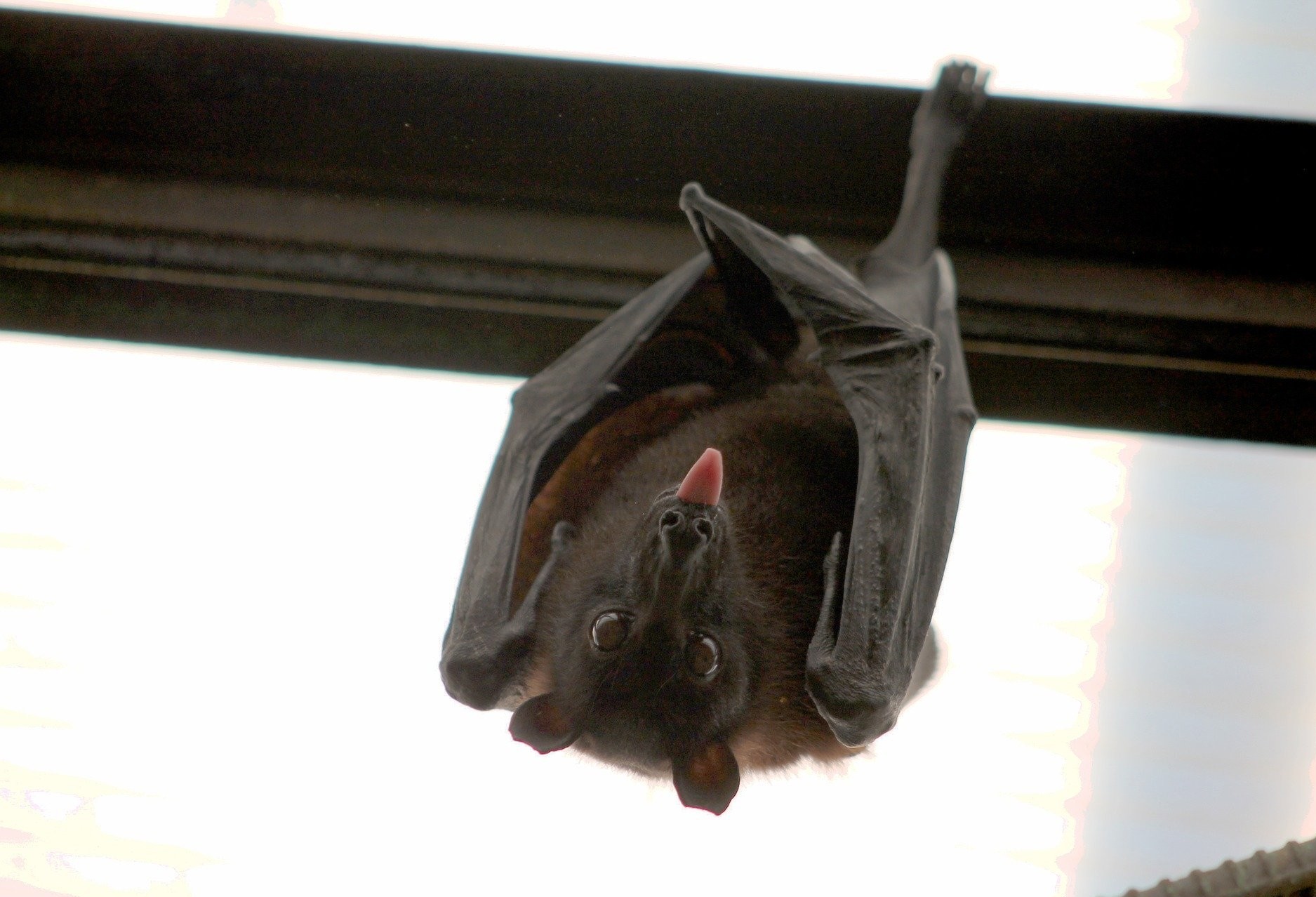 Confirmado dois casos de morcegos com raiva, em Cascavel