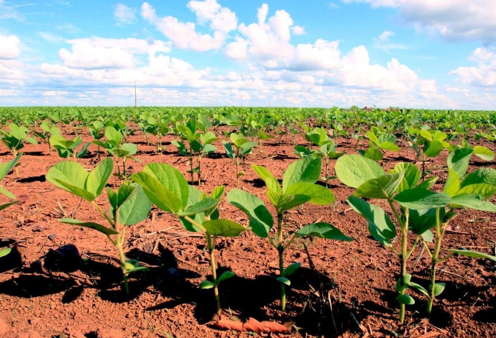 Paraná terá tempo seco para início de plantio da soja 