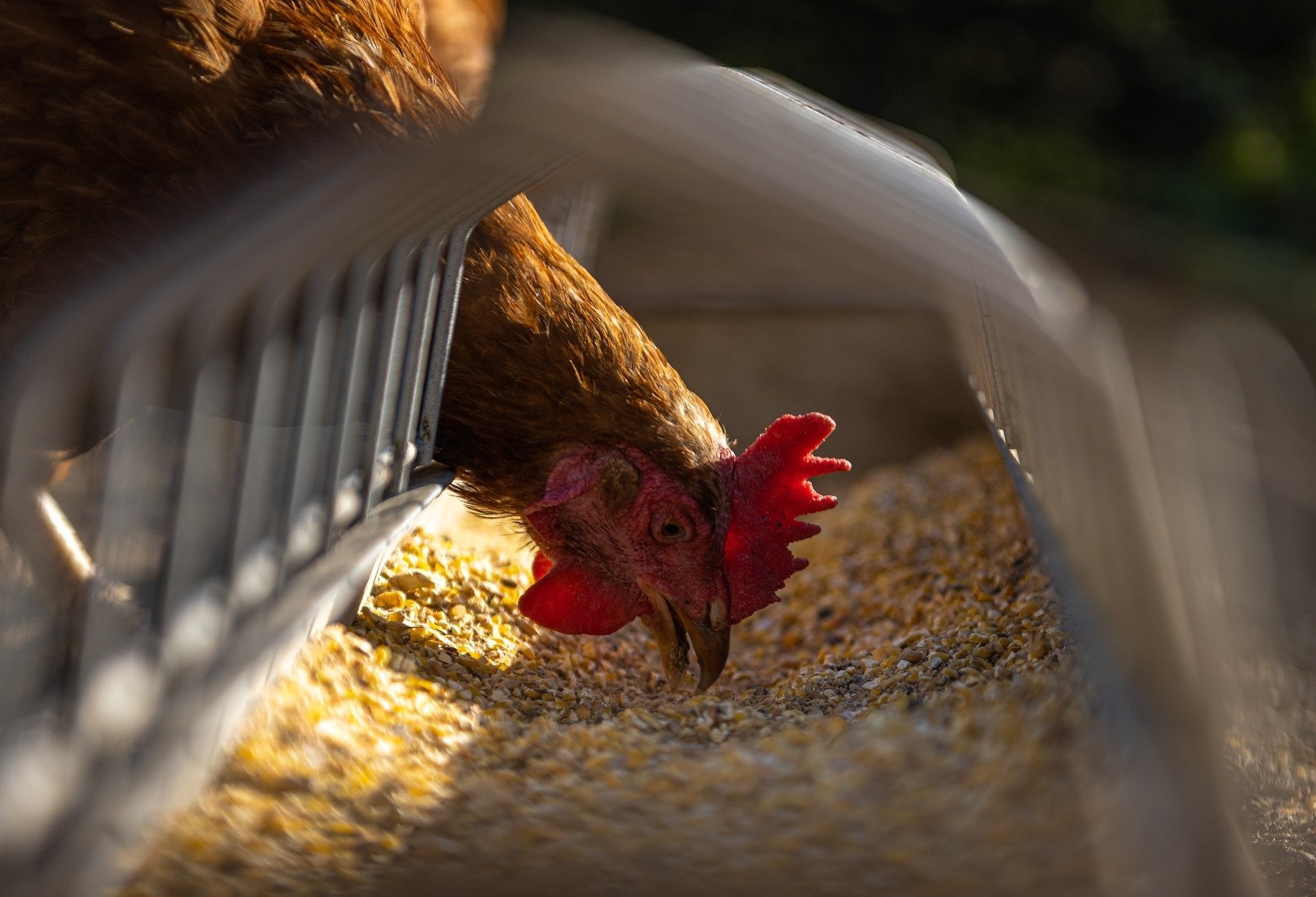 Alta de grãos: enzimas e controle de micotoxinas ajudam a reduzir custos na avicultura