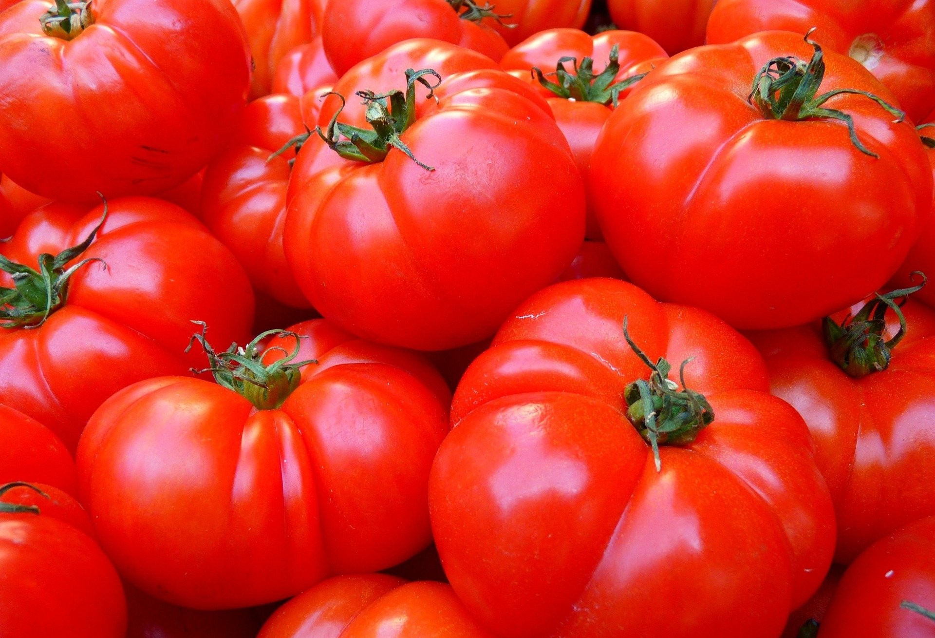 Sobe o preço do tomate no Paraná 