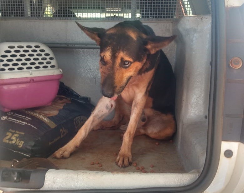 Patrulha Ambiental resgata cão abandonado e atropelado em comunidade rural