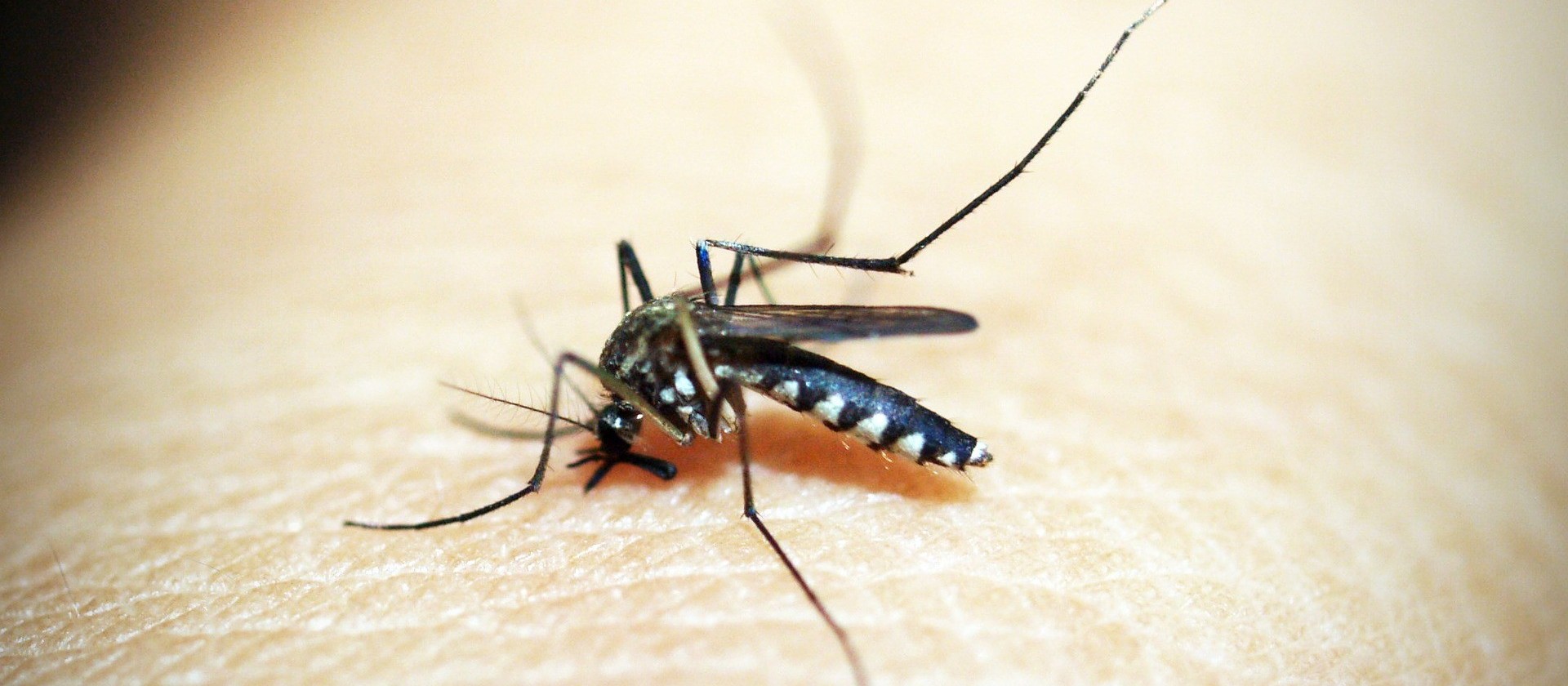 Cascavel apresenta "risco médio" para  infestação  de dengue 