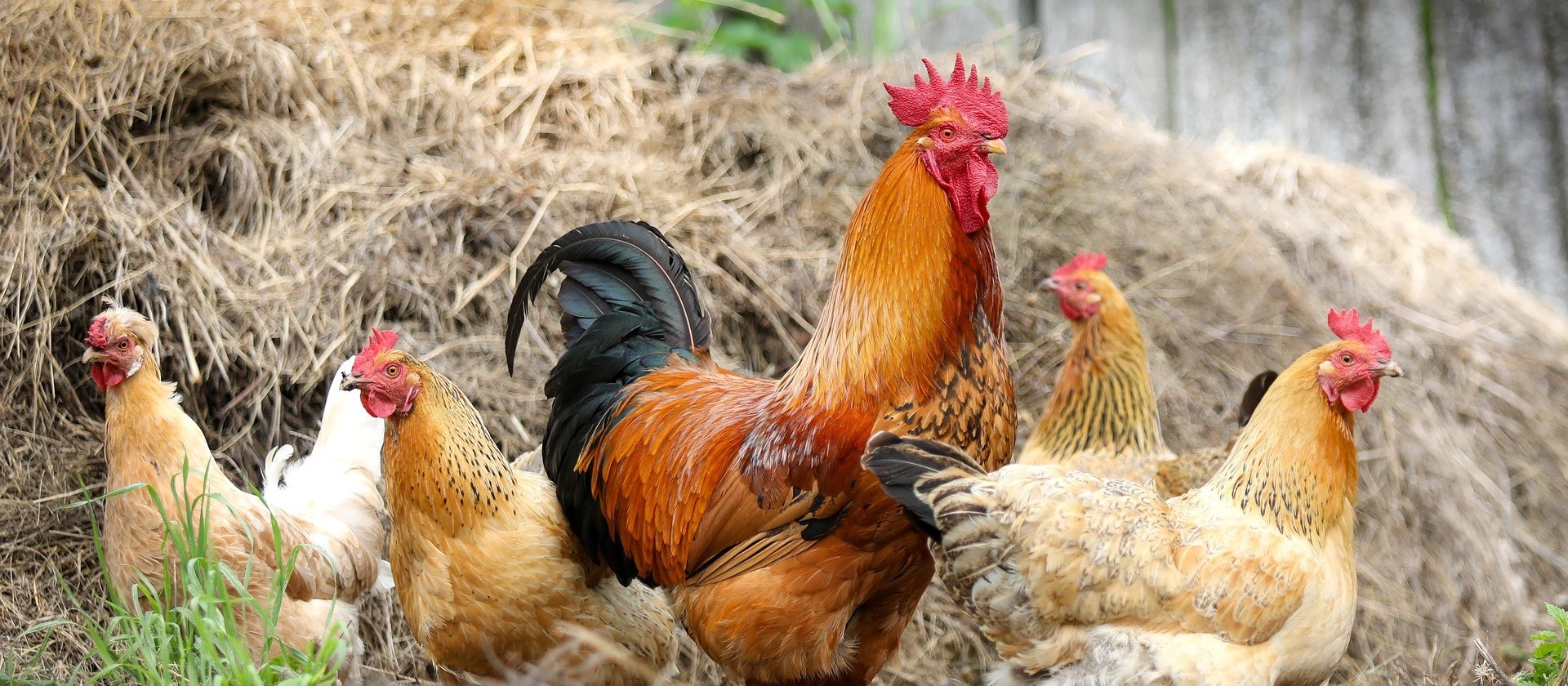 Frango com Salmonella: o que o avicultor deve fazer para previnir essa bactéria 