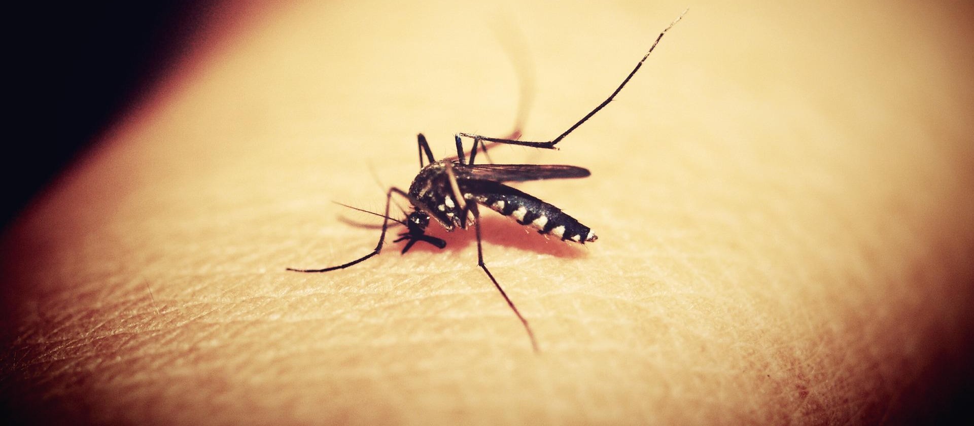 Neste feriado  três unidades básicas  de saúde  farão atendimento exclusivo para dengue