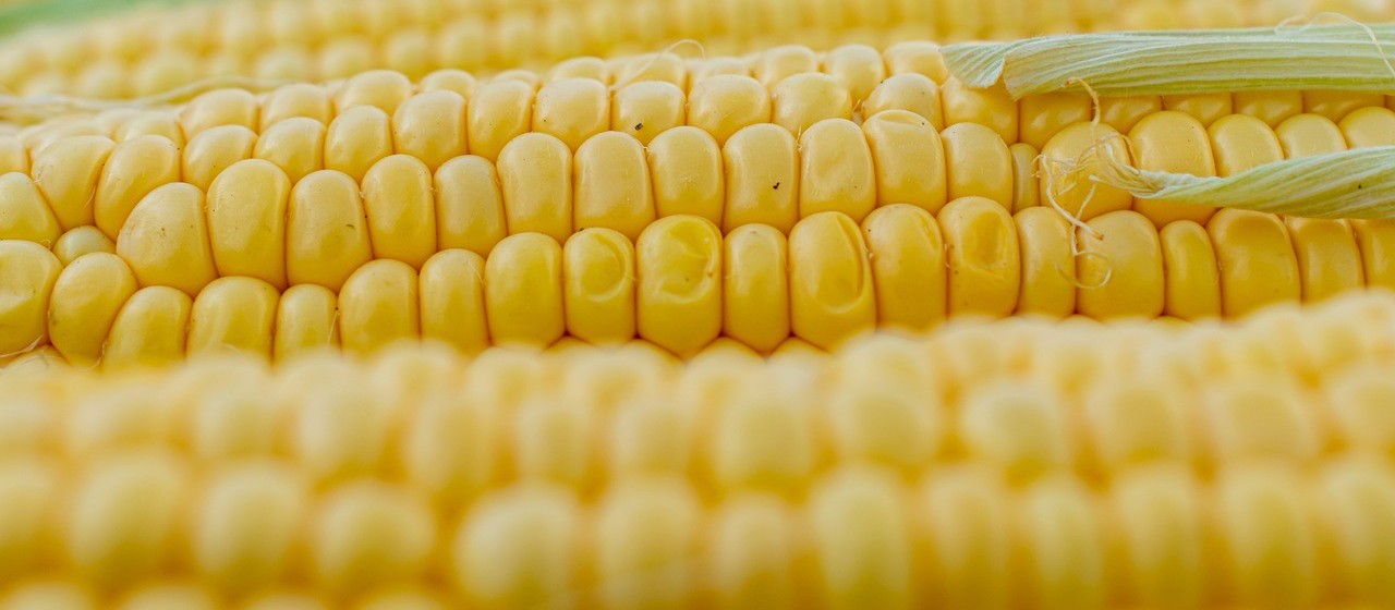 Cascavel registra queda de 22,8% no preço do milho no primeiro semestre