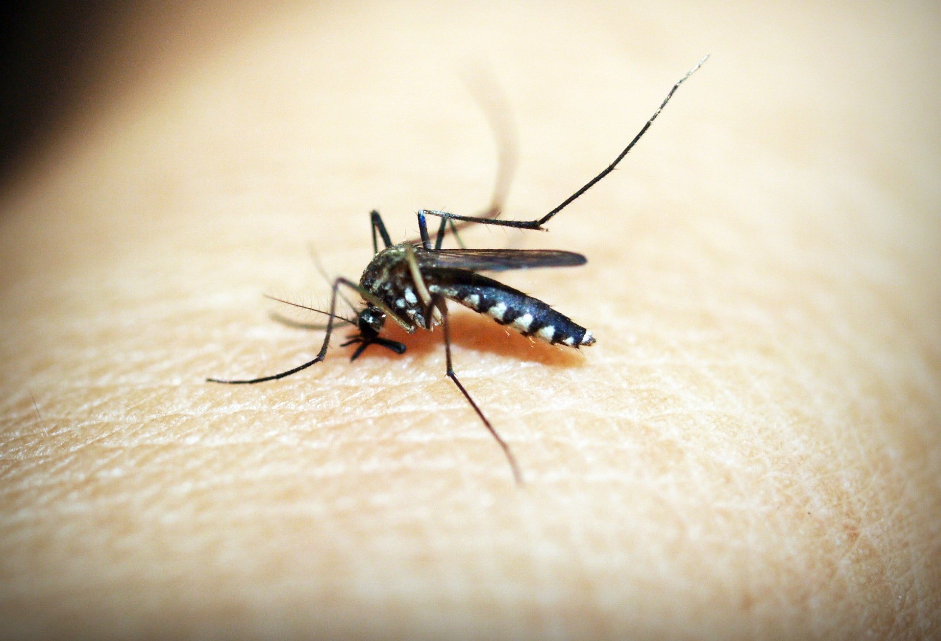 Cascavel apresenta "risco médio" para  infestação  de dengue 