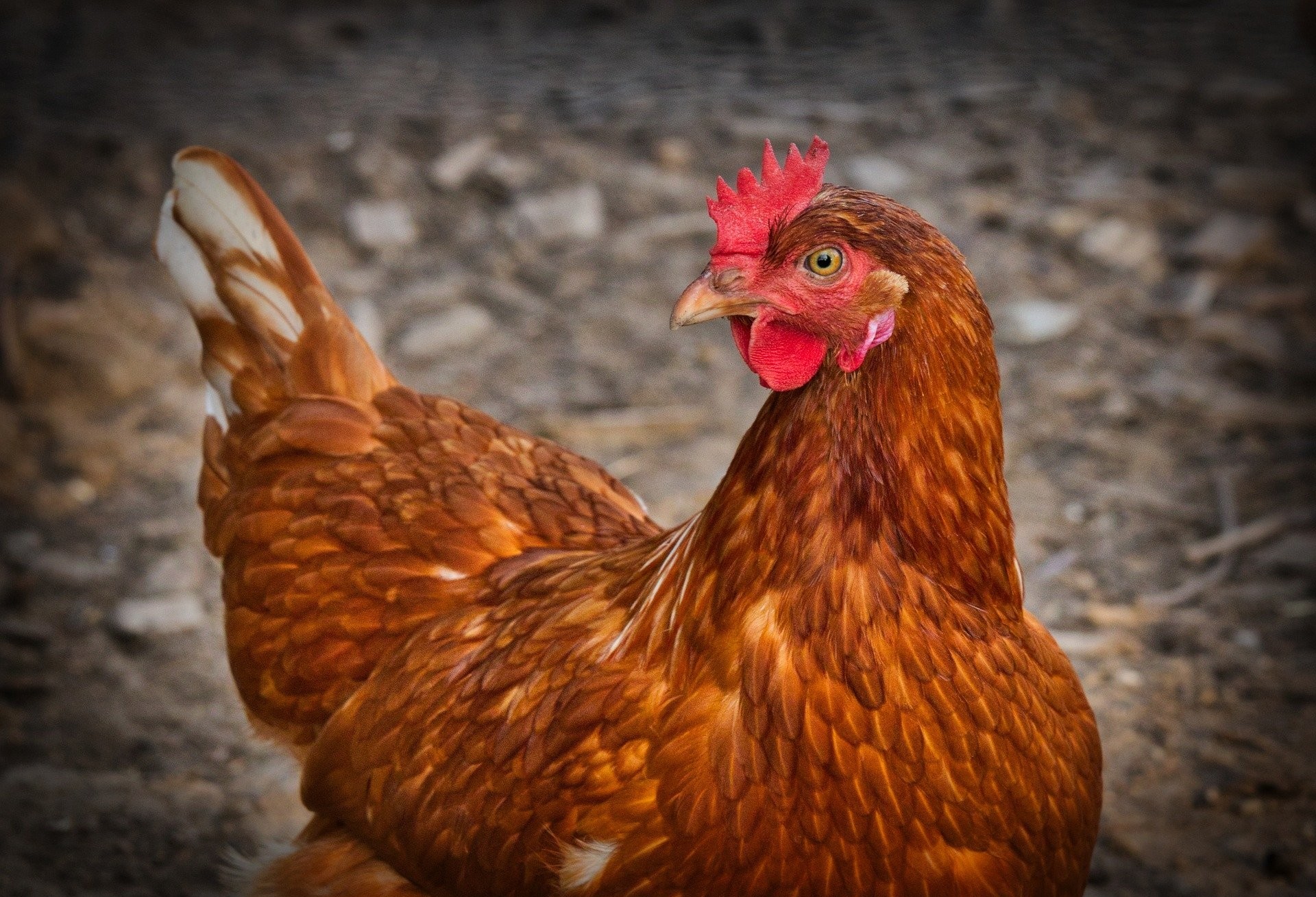 Indústrias avícolas investiram R$ 100 milhões em ações contra a Covid