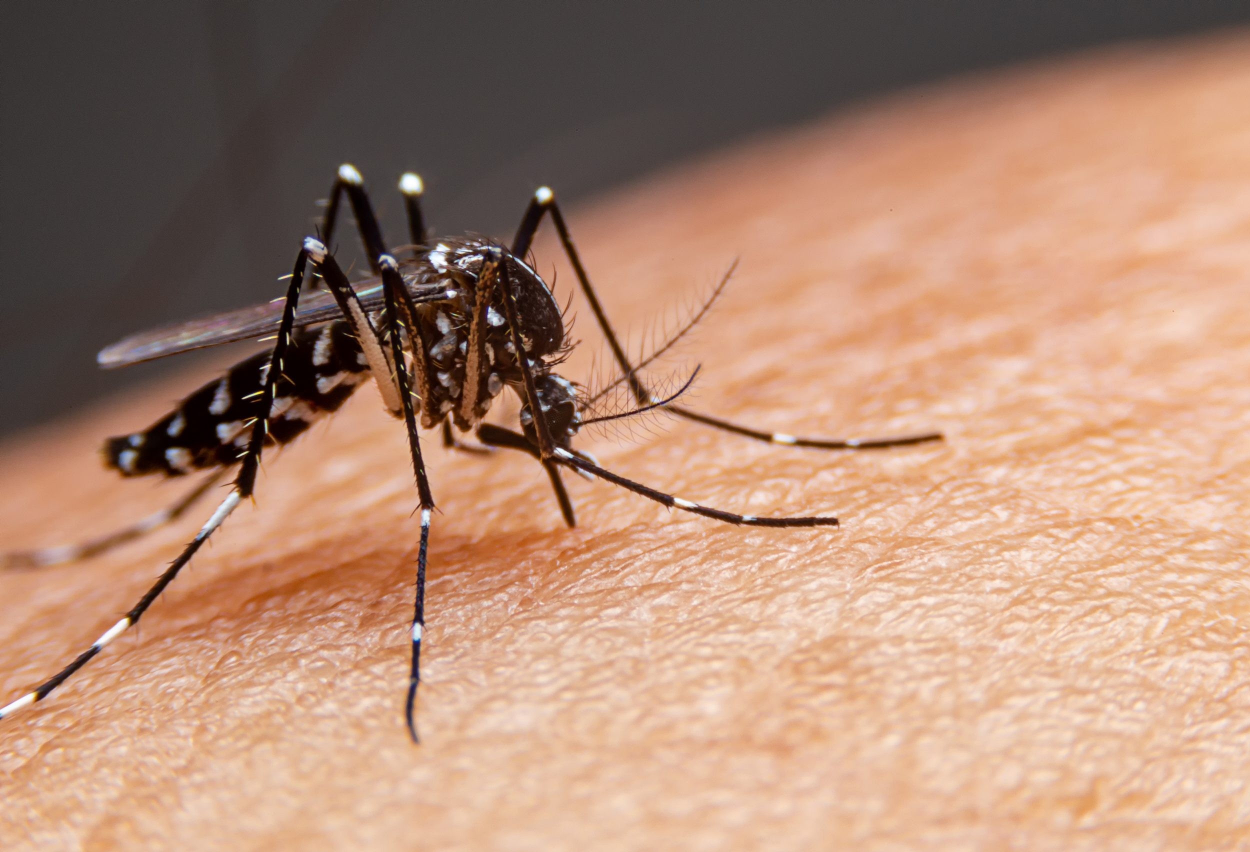 Cascavel tem 64 suspeitos de dengue 