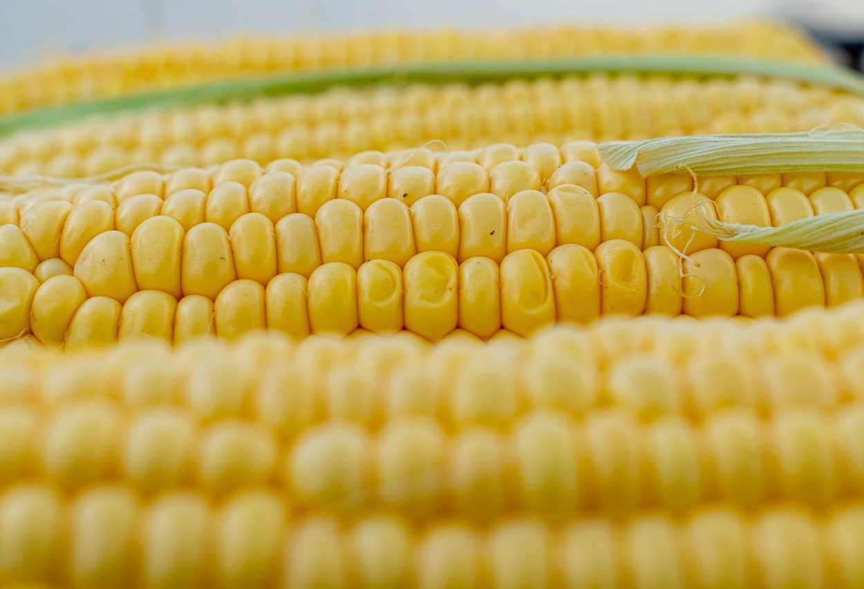 Cascavel registra queda de 22,8% no preço do milho no primeiro semestre