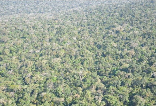 MPF sobrevoa Parque Nacional do Iguaçu e constata regeneração da floresta na Estrada do Colono