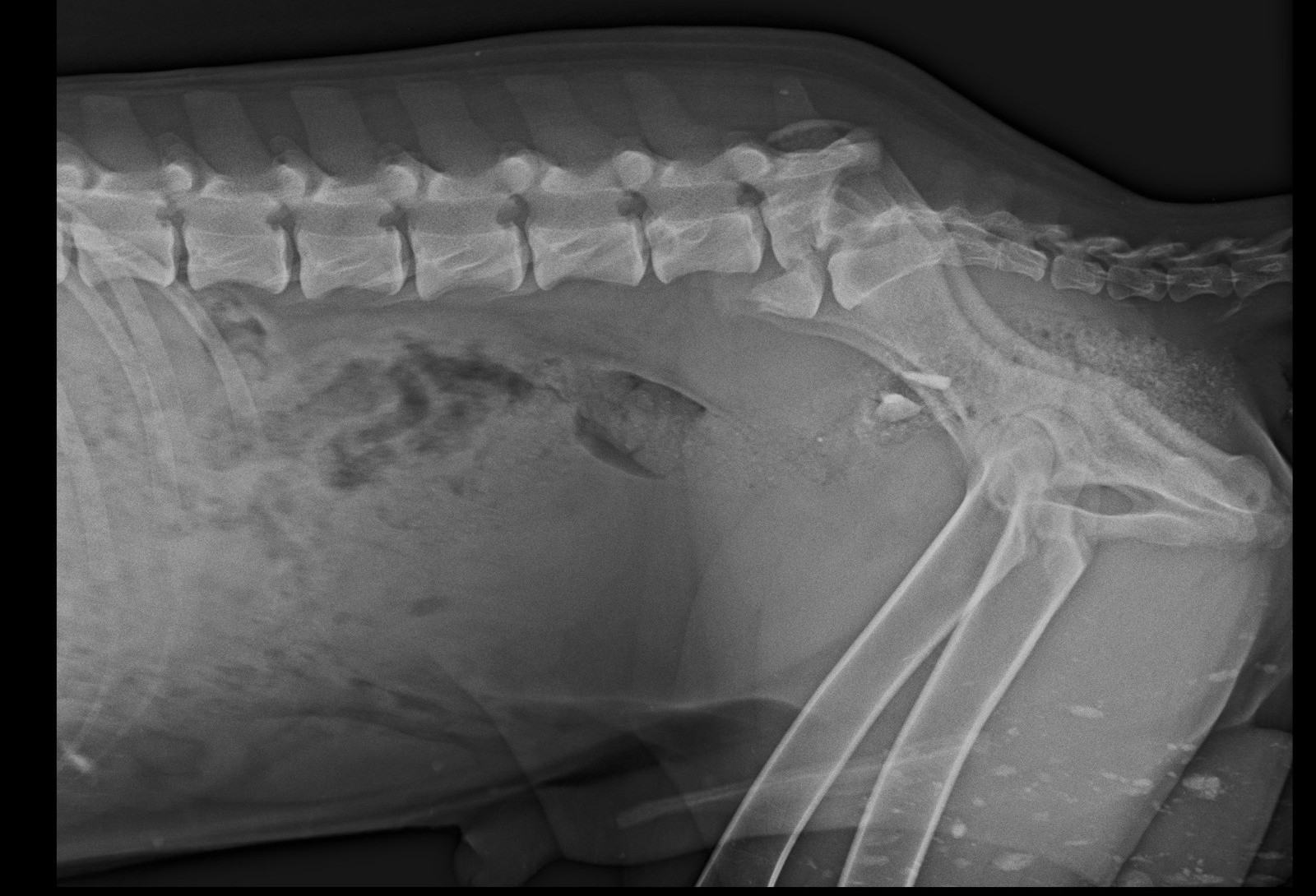 Ortopedia veterinária: devolvendo qualidade de vida para nossos pets